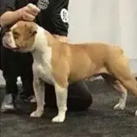 Sibal, a female Olde English Bulldogge for sale in Ocala, FL – Photo 7 of 10