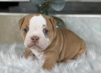 Trista , a female Olde English Bulldogge for sale in Dunnellon, FL – 2 of 10