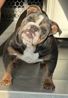Jasper , a male English Bulldog for sale in Dunnellon, FL – 7 of 9