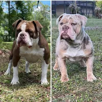 Valerie , a female Olde English Bulldogge for sale in Ocala, FL – 8 of 9
