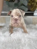 Amber , a female Olde English Bulldogge for sale in Dunnellon, FL – 7 of 10
