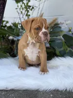 Mason , a male Olde English Bulldogge for sale in Dunnellon, FL – 4 of 10