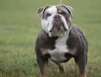 Amadeus , a male Olde English Bulldogge for sale in Ocala, FL – 6 of 8