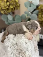 Jasper , a male English Bulldog for sale in Dunnellon, FL – 4 of 9