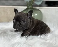 Tory , a male French Bulldog for sale in Ocala, FL – 2 of 10