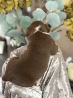 Linsey , a female Olde English Bulldogge for sale in Ocala, FL – 4 of 9