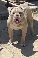 Amadeus , a male Olde English Bulldogge for sale in Ocala, FL – 9 of 9