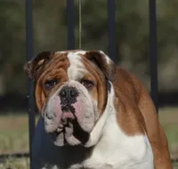 Jasper , a male English Bulldog for sale in Dunnellon, FL – 8 of 9