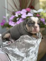 Travis , a male Olde English Bulldogge for sale in Ocala, FL – 3 of 10