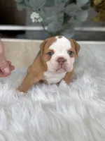 Sara , a female Olde English Bulldogge for sale in Dunnellon, FL – 2 of 10