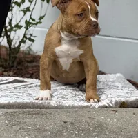 Aslllya, a female Olde English Bulldogge for sale in Ocala, FL – Photo 2 of 9