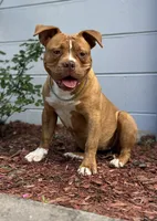 Aslllya, a female Olde English Bulldogge for sale in Ocala, FL – 9 of 10