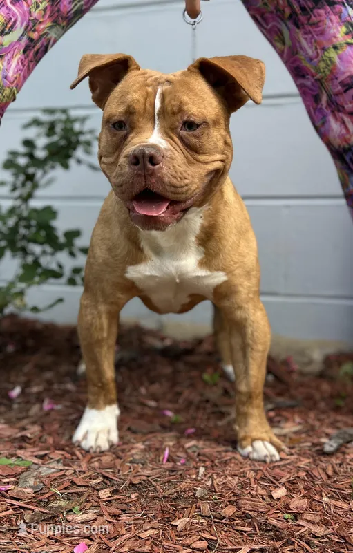 Aslllya – Olde English Bulldogge puppy for sale in Ocala, FL