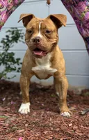 Aslllya, a female Olde English Bulldogge for sale in Ocala, FL – 1 of 10