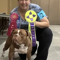 Aslllya, a female Olde English Bulldogge for sale in Ocala, FL – Photo 8 of 9