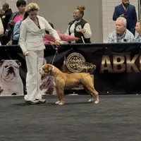 Aslllya, a female Olde English Bulldogge for sale in Ocala, FL – Photo 6 of 9