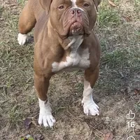 Aslllya, a female Olde English Bulldogge for sale in Ocala, FL – Photo 5 of 9
