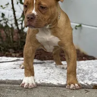 Aslllya, a female Olde English Bulldogge for sale in Ocala, FL – Photo 1 of 9