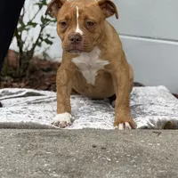 Aslllya, a female Olde English Bulldogge for sale in Ocala, FL – Photo 3 of 9