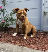 Aslllya, a female Olde English Bulldogge for sale in Ocala, FL – 10 of 10