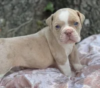 Bruce, a male Olde English Bulldogge for sale in Ocala, FL – Photo 3 of 5