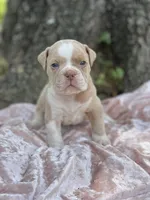 Bruce, a male Olde English Bulldogge for sale in Ocala, FL – Photo 5 of 5