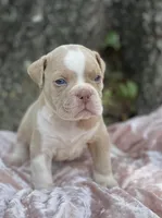 Bruce, a male Olde English Bulldogge for sale in Ocala, FL – Photo 4 of 5