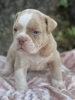 Bruce, a male Olde English Bulldogge for sale in Ocala, FL – Photo 1 of 5