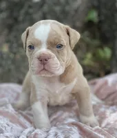 Bruce, a male Olde English Bulldogge for sale in Ocala, FL – Photo 2 of 5