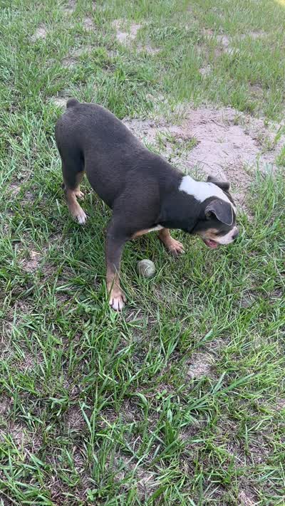 Tory , a male French Bulldog for sale in Ocala, FL – 7 of 10