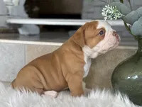 Sara , a female Olde English Bulldogge for sale in Dunnellon, FL – 6 of 10