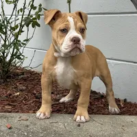 Lucy, a female Olde English Bulldogge for sale in Ocala, FL – Photo 5 of 10