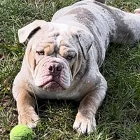Lucy, a female Olde English Bulldogge for sale in Ocala, FL – Photo 7 of 10