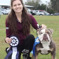 Lucy, a female Olde English Bulldogge for sale in Ocala, FL – Photo 9 of 10