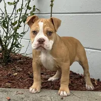 Lucy, a female Olde English Bulldogge for sale in Ocala, FL – Photo 1 of 10