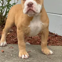 Lucy, a female Olde English Bulldogge for sale in Ocala, FL – Photo 3 of 10