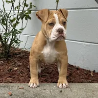 Lucy, a female Olde English Bulldogge for sale in Ocala, FL – Photo 4 of 10