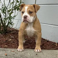 Lucy, a female Olde English Bulldogge for sale in Ocala, FL – Photo 2 of 10