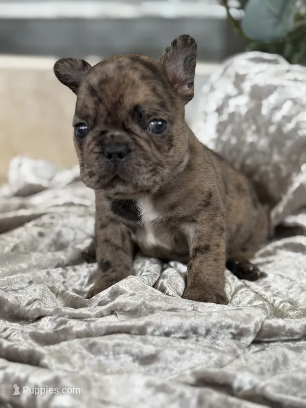 Travis  – French Bulldog puppy for sale in Ocala, FL