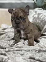 Travis , a male French Bulldog for sale in Ocala, FL – 1 of 10
