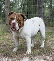 Bo , a male Olde English Bulldogge for sale in Ocala, FL – 2 of 8