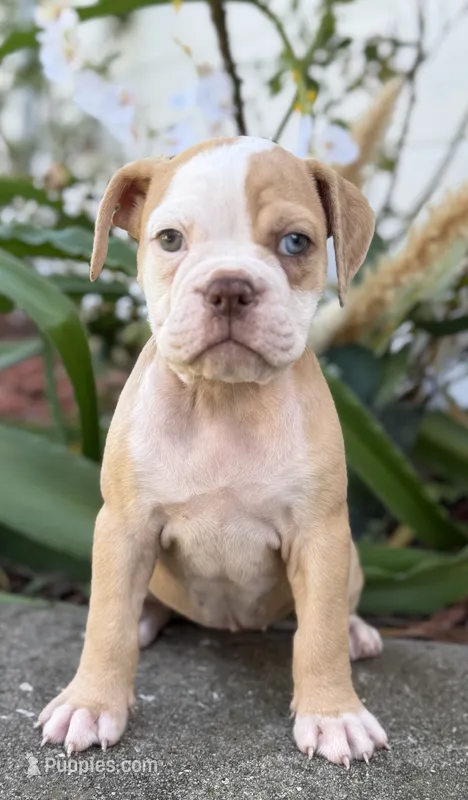 Star  – Olde English Bulldogge puppy for sale in Dunnellon, FL