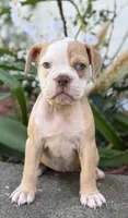 Star , a female Olde English Bulldogge for sale in Dunnellon, FL – 1 of 10
