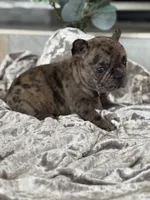 Travis , a male French Bulldog for sale in Ocala, FL – 4 of 10