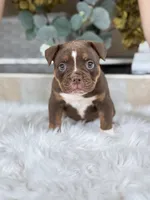 BRICE , a male Olde English Bulldogge for sale in Dunnellon, FL – 10 of 10