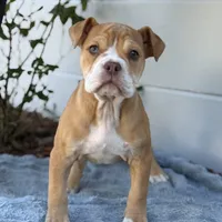 Ginny, a female Olde English Bulldogge for sale in Ocala, FL – Photo 10 of 10