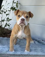 processed/b46ad231-2ead-44d2-b271-977f4ef3a462/listing/1f6dae3f-0d8f-4c8a-95f8-6e08d7db9099/56fba3e8-7fd5-44cc-9aa3-628fe33e0864