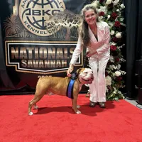 Ginny, a female Olde English Bulldogge for sale in Ocala, FL – Photo 7 of 10