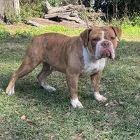 Ginny, a female Olde English Bulldogge for sale in Ocala, FL – Photo 2 of 10