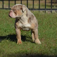 Ginny, a female Olde English Bulldogge for sale in Ocala, FL – Photo 4 of 10